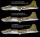 USAAF B-17E "Pacific Theater" 1:72