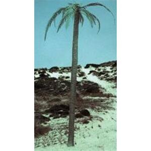 Palm tree