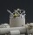 1/35 British Vosper 72/6 MTB 77