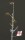 1/35 British Vosper 72/6 MTB 77