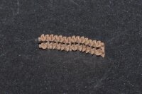 French R35 Light Infantry Tank Track Links