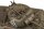 1/35 M4A2 Sherman 75 mm