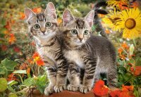 Kitten Buddies - Puzzle 1500 Teile